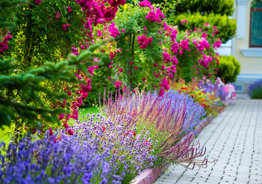 Walkway pavers lines with pink and purply flowers