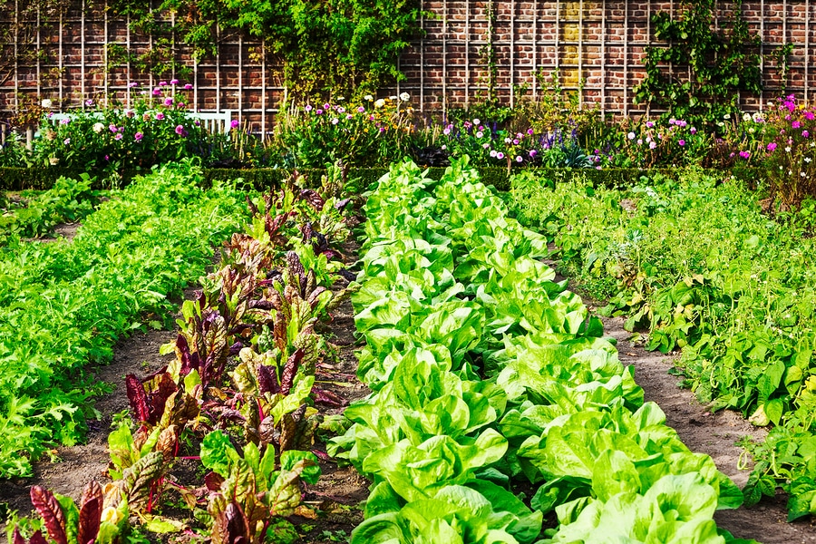 Vibrant vegetable garden with neatly tended rows