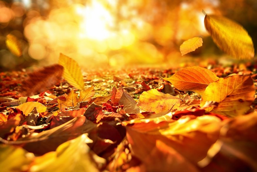 Red, orange, and yellow leaves cover the ground with sun peaking through branches above